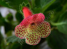 NEW 2015 - Kohleria Luci s Pastel