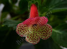NEW 2015 - Kohleria Luci s Pastel