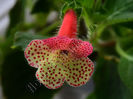 NEW 2015 - Kohleria Luci s Pastel