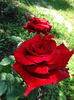 DSC09015