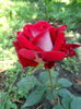 DSC09017