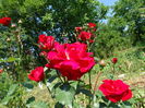 DSC09029
