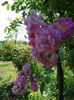 DSC09037