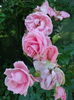 DSC09051