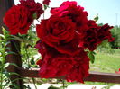 DSC09054