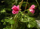 DSCN9573