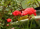 DSCN9579