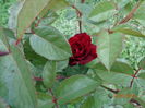 DSC04195