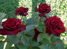 DSC04357