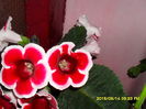 SDC10009