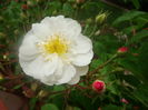 Filippes Kiftsgate 2015-05-26 flori albe boboci rosii