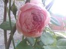 TRANDAFIR-The Alnwick Rose 1