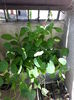 20150520_152812