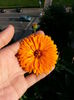 20150608_194027