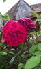 IMG_20150616_193651[1]
