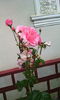 IMG_20150616_193735[1]