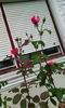 IMG_20150616_193746[1]