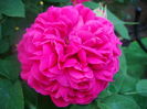 Rose de Rescht 2015-05-22