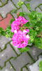 IMG_20150616_193543[1]