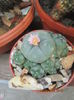 lophophora