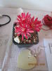 Gymnocalycium baldianum
