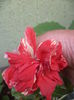 DSC04221
