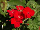 DSC01517