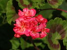 DSC01518
