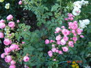 Pomponella