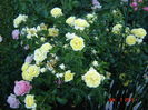 Solero