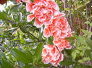 P1240746