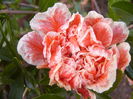 P1240750