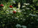 DSCN0825