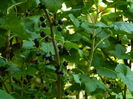 DSCN0827
