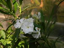 DSCN0833