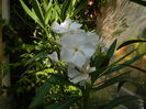 DSCN0836