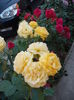 DSCF2961