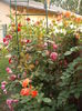 DSCF2982