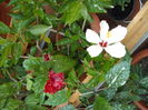 DSCF2946