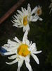 Ox-eye Daisy (2015, June 12)