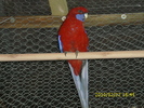 Mascul-Rosella-Penant-Matca-1