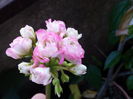 h appleblosom