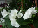 Gloxinia 3