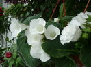 Gloxinia 4