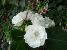 Gloxinia alba  batuta