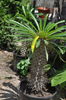 PACHIPODIUM LAMEREI