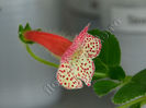 NEW 2015 - Kohleria Luci s Pastel