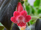 NEW 2015 - Kohleria Luci s Red Velvet