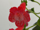 NEW 2015 - Kohleria Luci s Bubbles