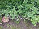 20150517_155146